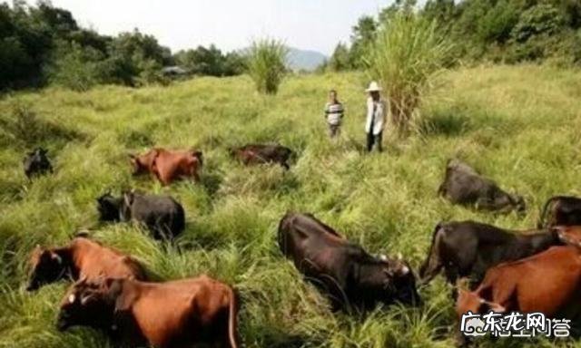 新农业创业项目？ 2019年你会回农村老家创业吗？