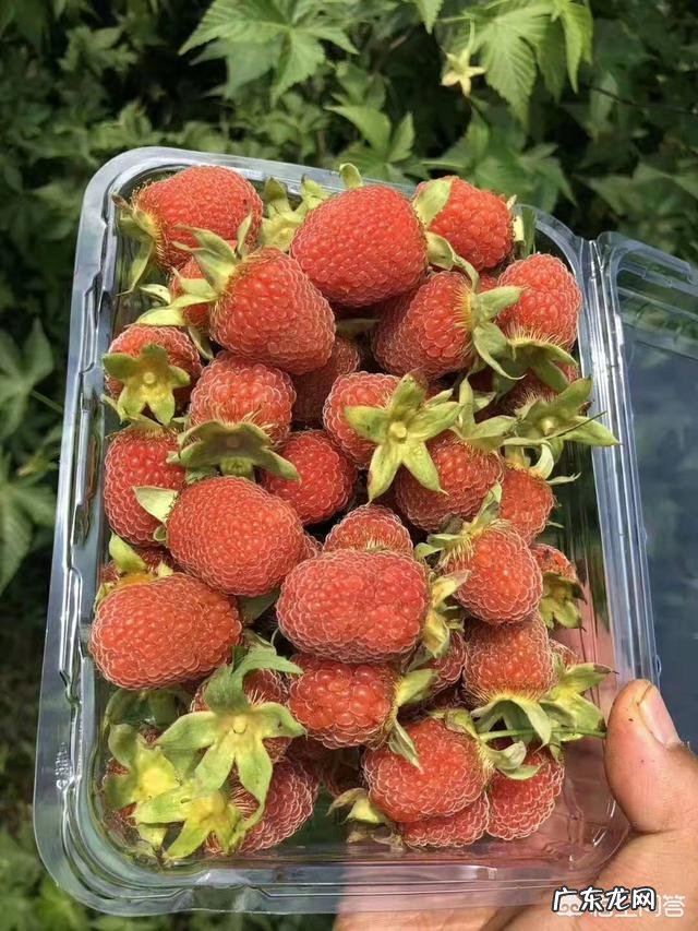 新农业创业项目? 2019年你会回农村老家创业吗?