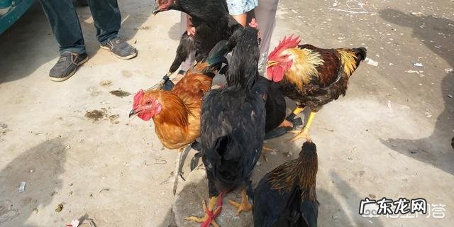 新农业创业项目? 2019年你会回农村老家创业吗?