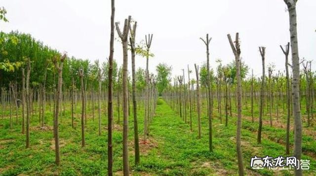 新农业创业项目? 2019年你会回农村老家创业吗?