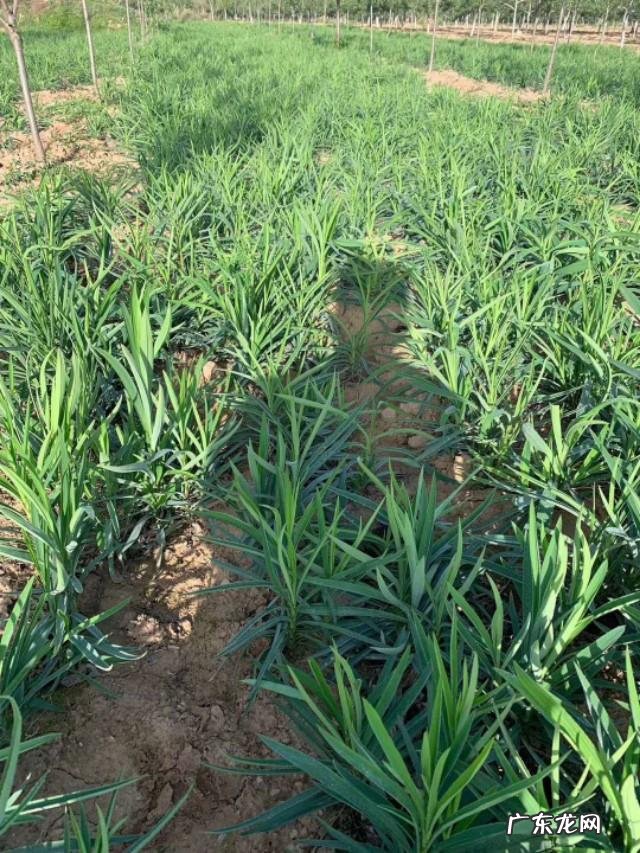 三农是哪三农？ 农民没有资金和人脉，怎样依托三农在农村创业呢？