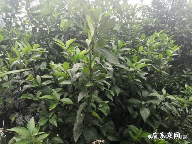 三农是哪三农？ 农民没有资金和人脉，怎样依托三农在农村创业呢？