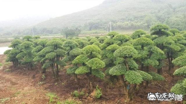 农村致富项目大全? 2019年农村创业有什么好的项目推荐?