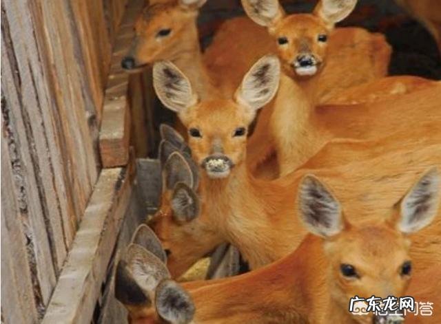 农村致富项目大全? 2019年农村创业有什么好的项目推荐?