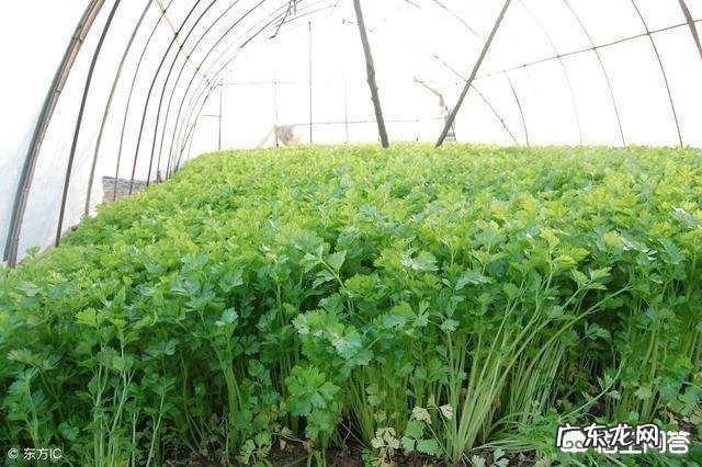 农村致富项目大全? 2019年农村创业有什么好的项目推荐?