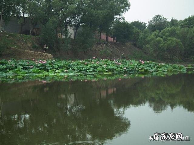 今年农民种地有补贴吗? 什么样的人在农村种地,什么样的人在农村创业?