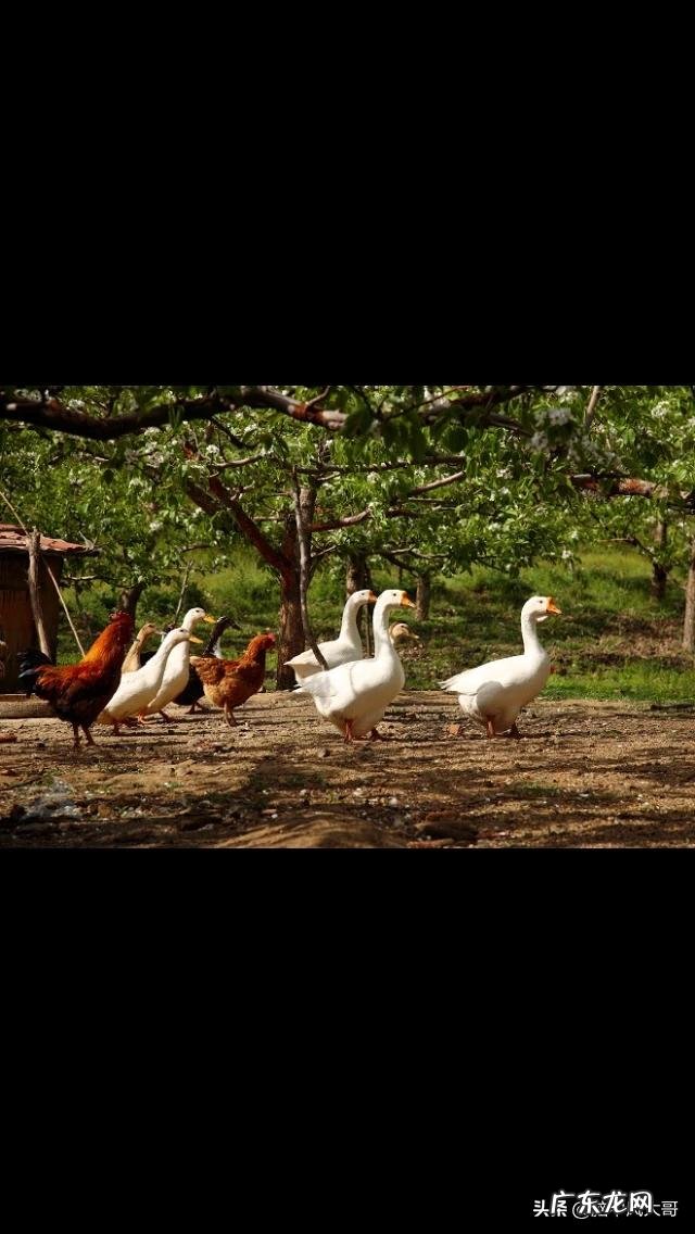 农村创业好项目有哪些？ 农村人创业机会大吗？