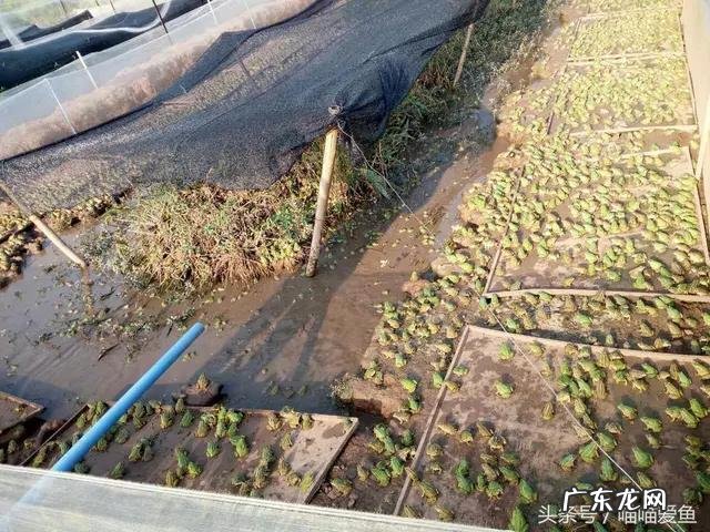 农村创业好项目有哪些？ 农村人创业机会大吗？