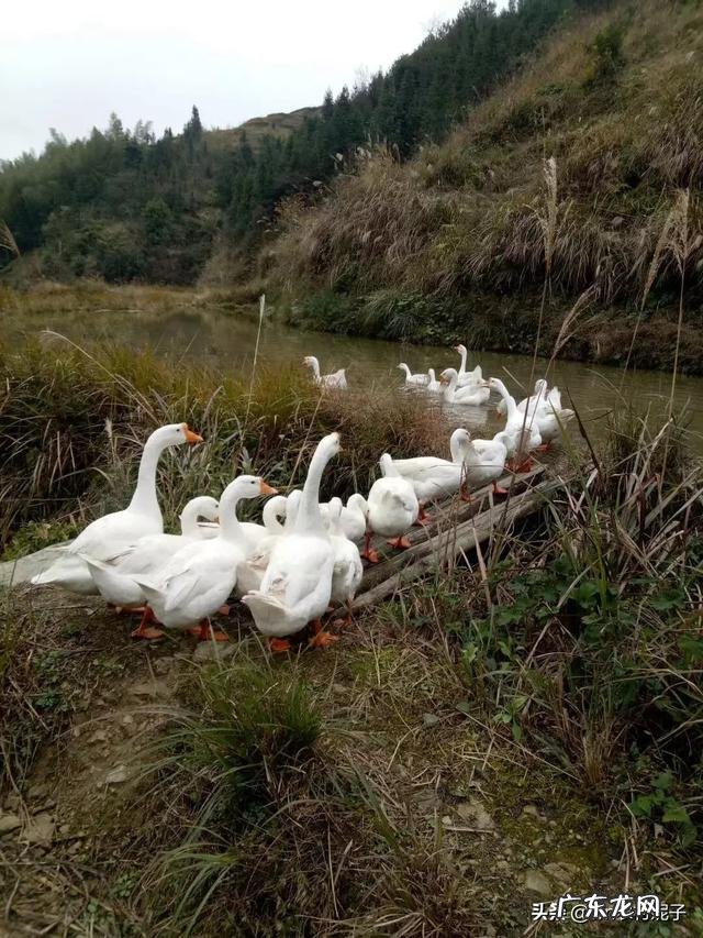 农村创业好项目有哪些? 农村人创业机会大吗?