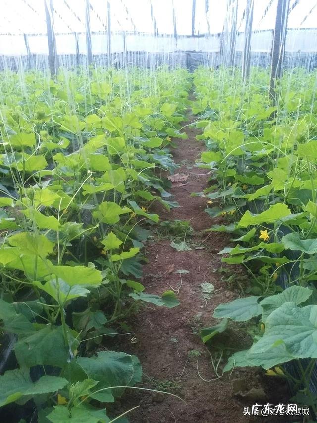 农村创业好项目有哪些? 农村人创业机会大吗?