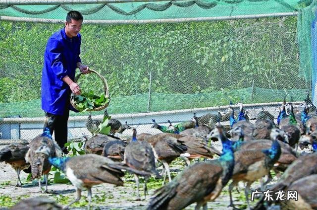 在农村找人办事真难? 为什么农村人创业那么难?