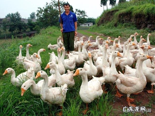 养殖业什么最稳成本低? 农村的创业成本低,为什么在村里创业成功的人少?