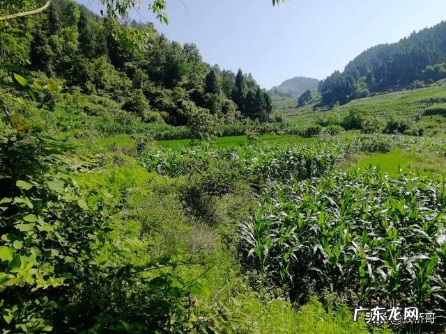 养殖业什么最稳成本低？ 农村的创业成本低，为什么在村里创业成功的人少？