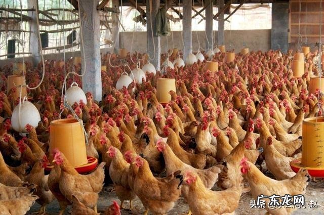 养殖业什么最稳成本低? 农村的创业成本低,为什么在村里创业成功的人少?