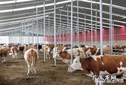 农村创业养殖好项目? 在农村做养殖创业,需要注意的问题有哪些?