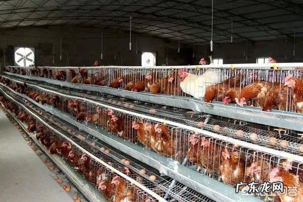 农村创业养殖好项目? 在农村做养殖创业,需要注意的问题有哪些?