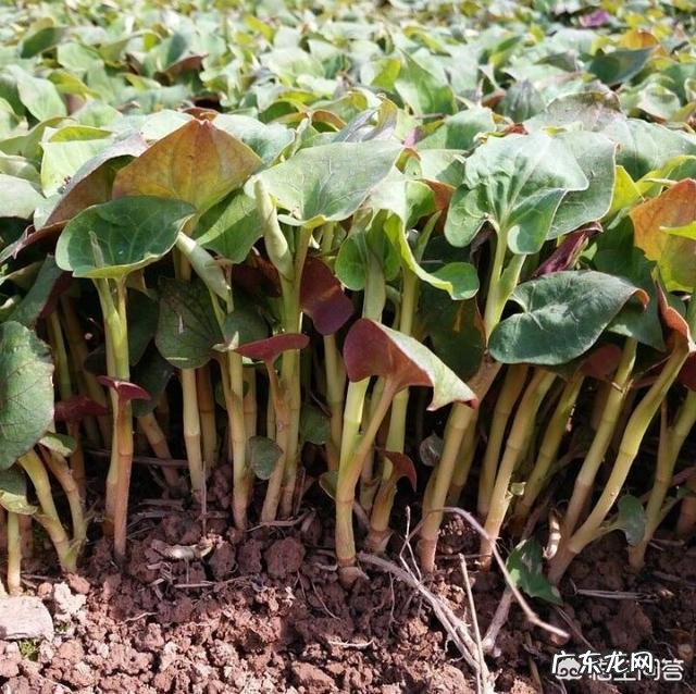 农村适合开什么加工厂? 在乡镇开个什么加工厂好?