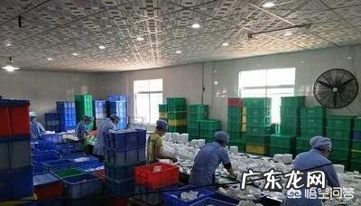 农村适合开什么加工厂? 在乡镇开个什么加工厂好?