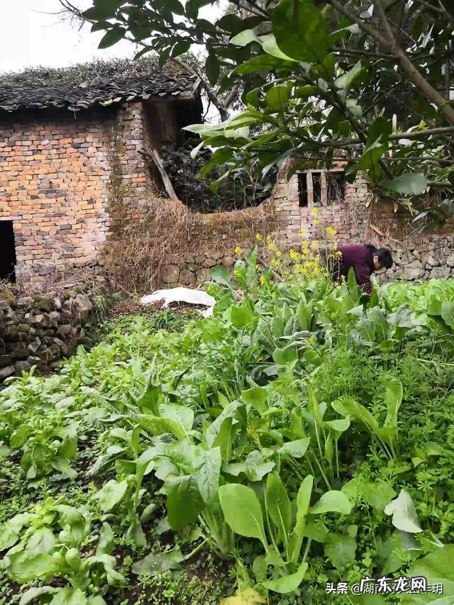 农村创业成功案例视频? 为什么农村人在农村创业很难有成功的?