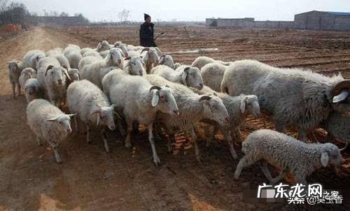 农村创业成功案例视频？ 为什么农村人在农村创业很难有成功的？