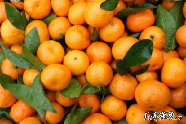 农村创业成功案例视频? 为什么农村人在农村创业很难有成功的?