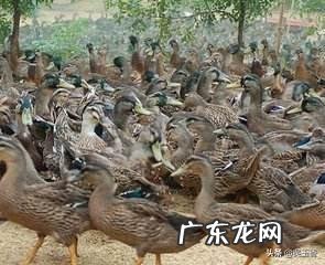 农村创业成功案例视频？ 为什么农村人在农村创业很难有成功的？