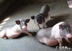 农村创业成功案例视频？ 为什么农村人在农村创业很难有成功的？