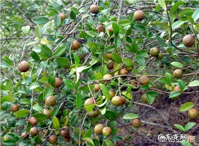 农村做什么项目比较好？ 2019年农村创业做什么好？种植和养殖哪个最赚钱？