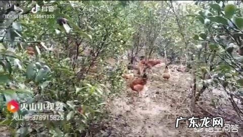 农村做什么项目比较好? 2019年农村创业做什么好?种植和养殖哪个最赚钱?