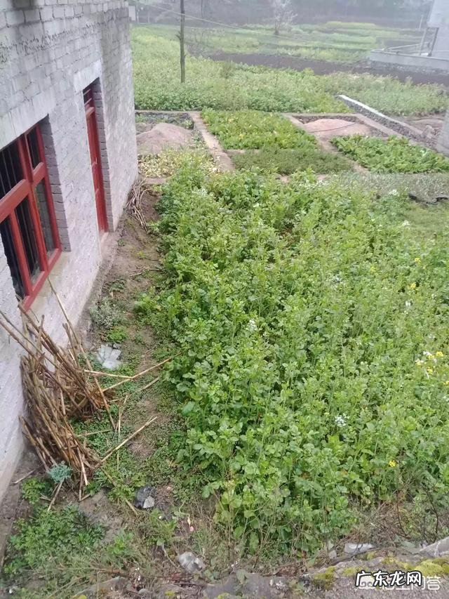 农村做什么项目比较好? 2019年农村创业做什么好?种植和养殖哪个最赚钱?