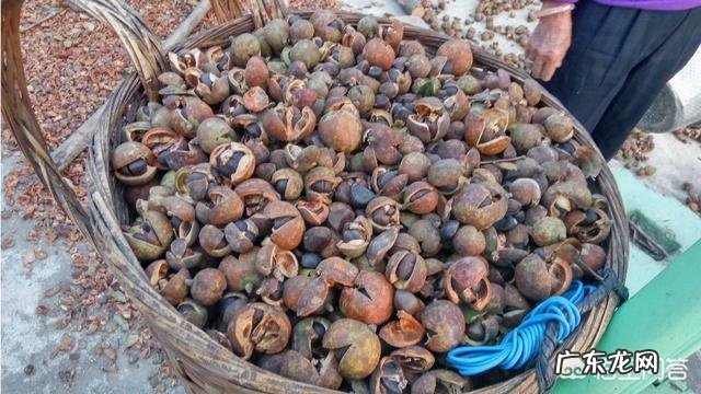 农村做什么项目比较好? 2019年农村创业做什么好?种植和养殖哪个最赚钱?