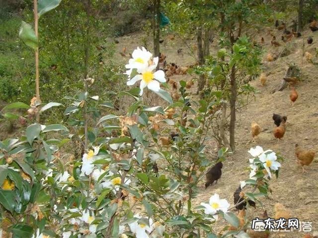 农村做什么项目比较好? 2019年农村创业做什么好?种植和养殖哪个最赚钱?