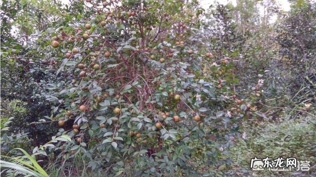 农村做什么项目比较好? 2019年农村创业做什么好?种植和养殖哪个最赚钱?