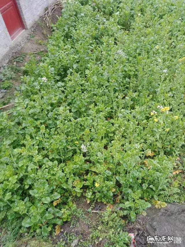 农村做什么项目比较好? 2019年农村创业做什么好?种植和养殖哪个最赚钱?