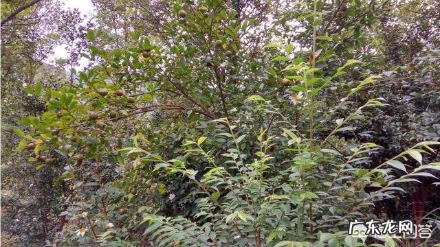 农村做什么项目比较好? 2019年农村创业做什么好?种植和养殖哪个最赚钱?