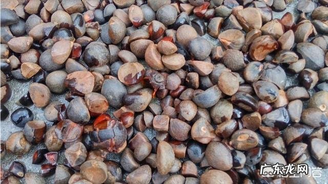 农村做什么项目比较好? 2019年农村创业做什么好?种植和养殖哪个最赚钱?