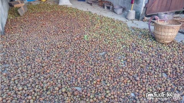 农村做什么项目比较好? 2019年农村创业做什么好?种植和养殖哪个最赚钱?