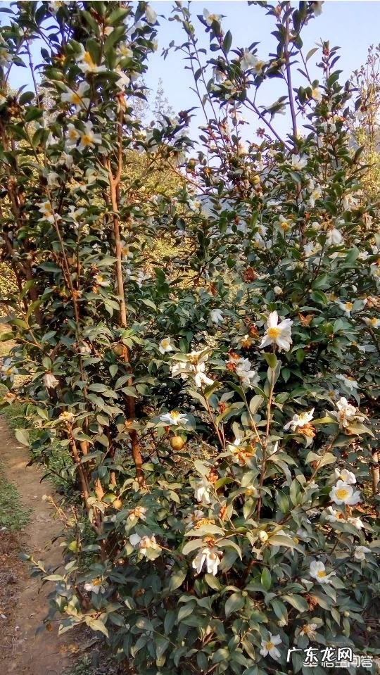 农村做什么项目比较好? 2019年农村创业做什么好?种植和养殖哪个最赚钱?