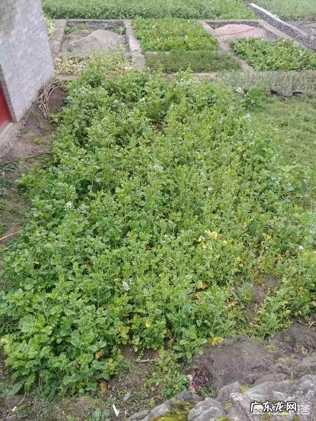 农村做什么项目比较好? 2019年农村创业做什么好?种植和养殖哪个最赚钱?