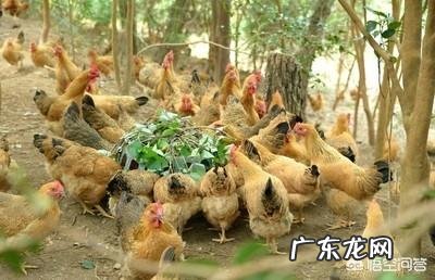 土鸡养殖视频? 为什么在一些农村创业搞养殖土鸡没有出路,有时还要赔钱?