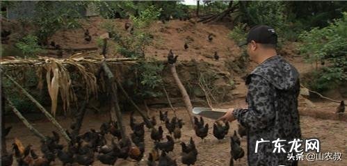 土鸡养殖视频？ 为什么在一些农村创业搞养殖土鸡没有出路，有时还要赔钱？