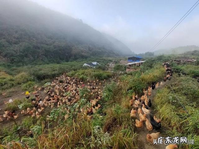 土鸡养殖视频？ 为什么在一些农村创业搞养殖土鸡没有出路，有时还要赔钱？