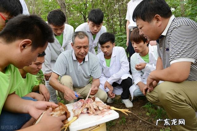 土鸡养殖视频？ 为什么在一些农村创业搞养殖土鸡没有出路，有时还要赔钱？