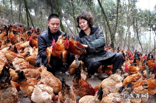 土鸡养殖视频？ 为什么在一些农村创业搞养殖土鸡没有出路，有时还要赔钱？
