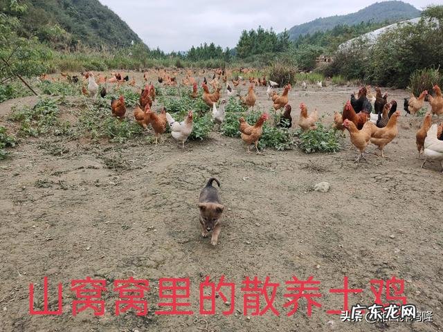 土鸡养殖视频？ 为什么在一些农村创业搞养殖土鸡没有出路，有时还要赔钱？