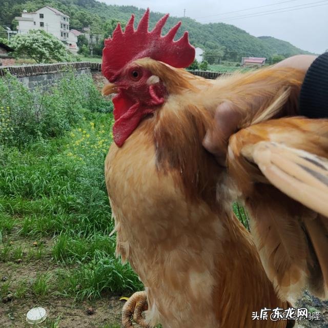 土鸡养殖视频？ 为什么在一些农村创业搞养殖土鸡没有出路，有时还要赔钱？