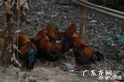 土鸡养殖视频? 为什么在一些农村创业搞养殖土鸡没有出路,有时还要赔钱?