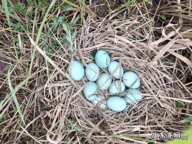 土鸡养殖视频？ 为什么在一些农村创业搞养殖土鸡没有出路，有时还要赔钱？