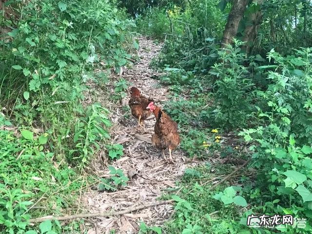 土鸡养殖视频? 为什么在一些农村创业搞养殖土鸡没有出路,有时还要赔钱?
