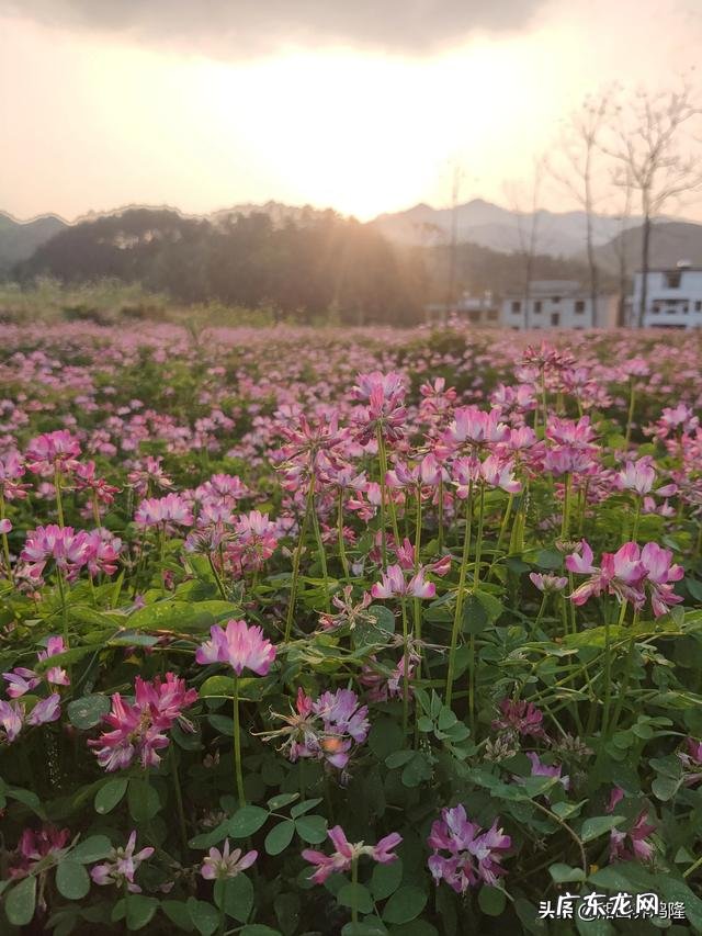 土鸡养殖视频？ 为什么在一些农村创业搞养殖土鸡没有出路，有时还要赔钱？
